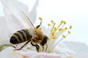 photo-item.ch - Fotogalerie Bienen auf Apfelblüten